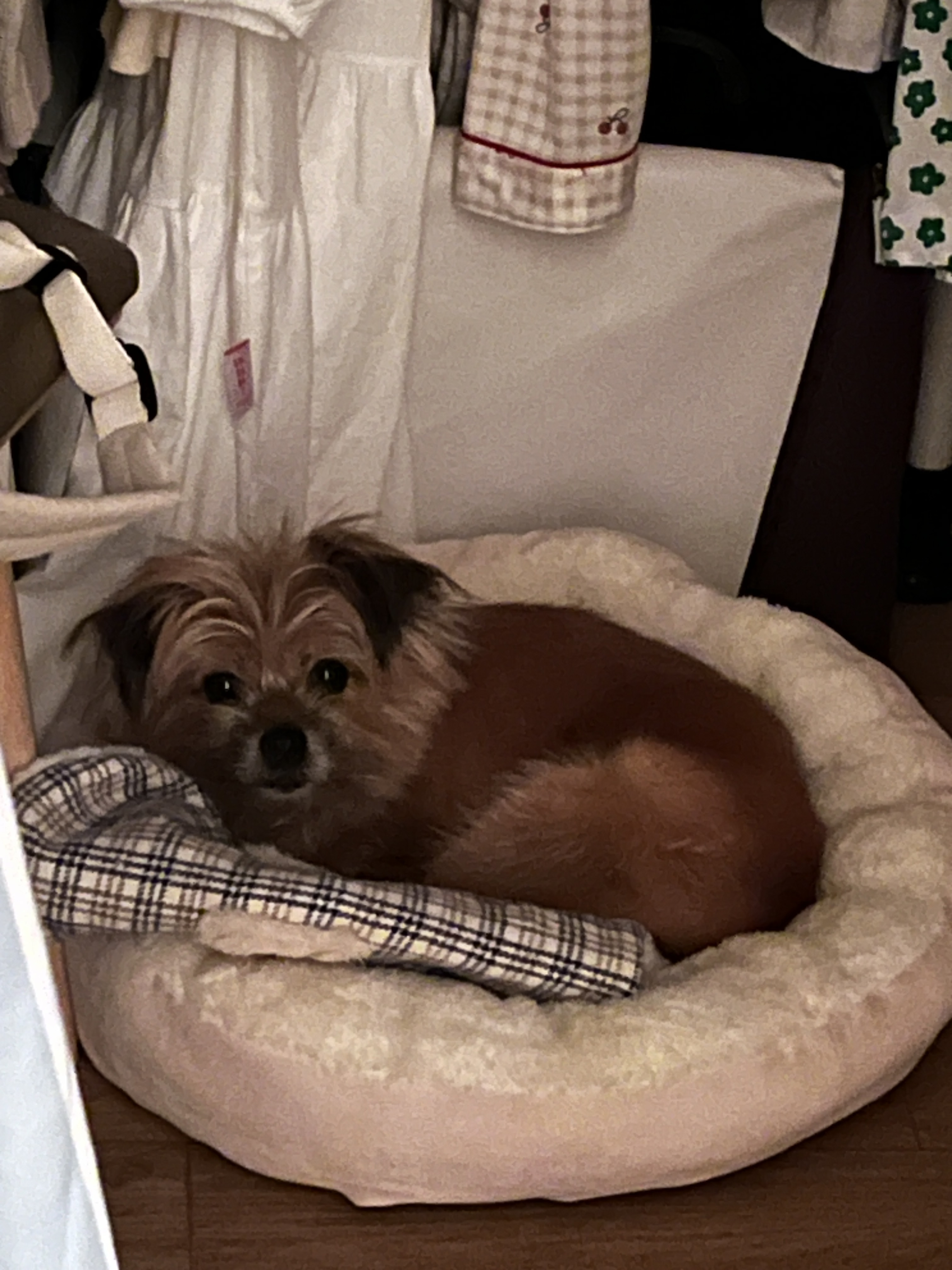 친구네 강쥐 하루 펫시터 한 후기 | 인스티즈