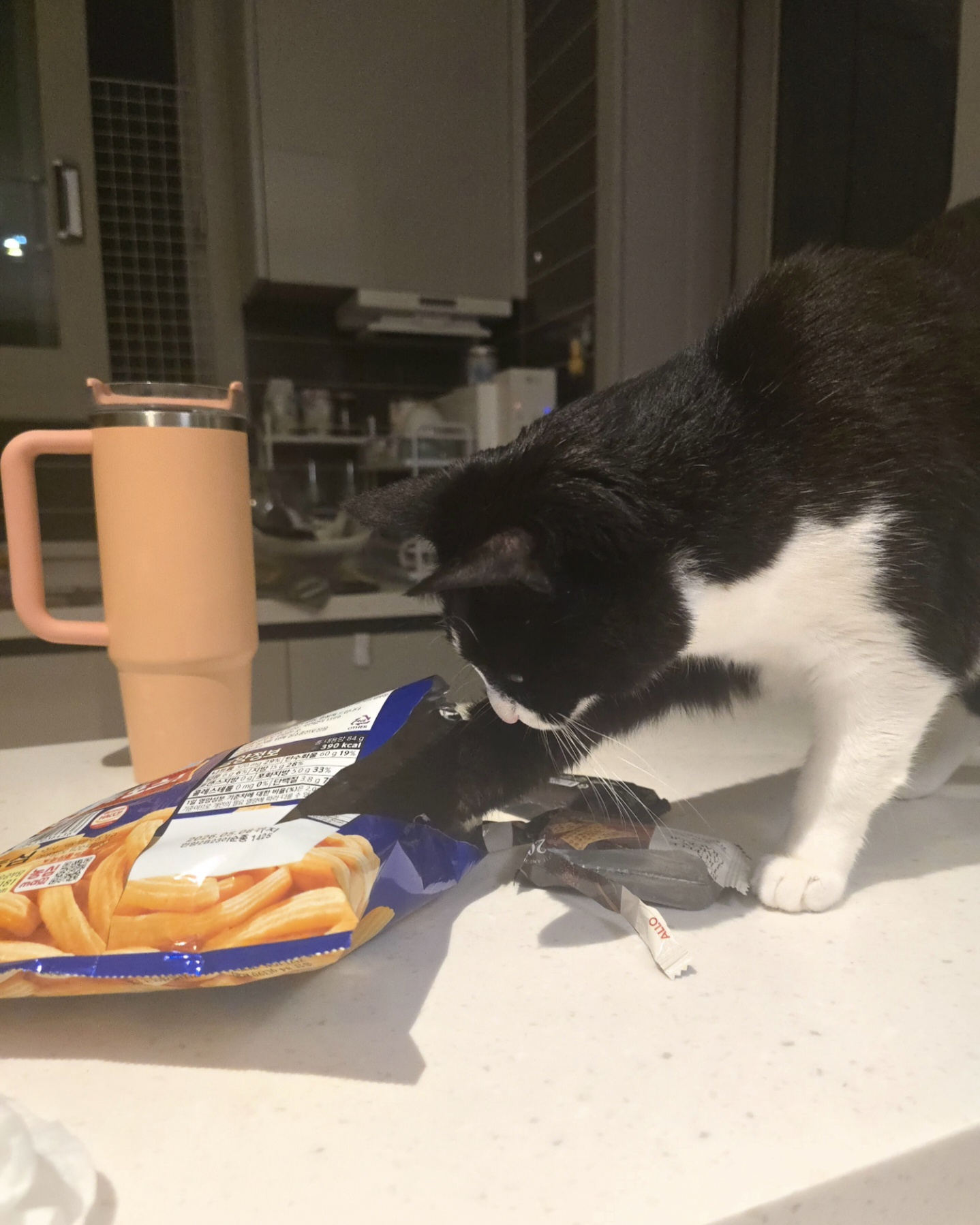 안주 뽏이는 고양이 어떤데 ㅋ 5나탄 ㅋ | 인스티즈