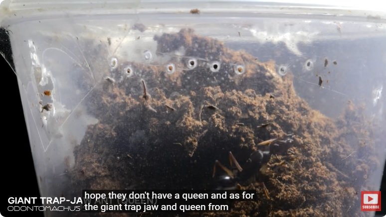 거대한 수조에 열대우림 환경을 조성해놓으면 생기는 일 - 3 | 인스티즈