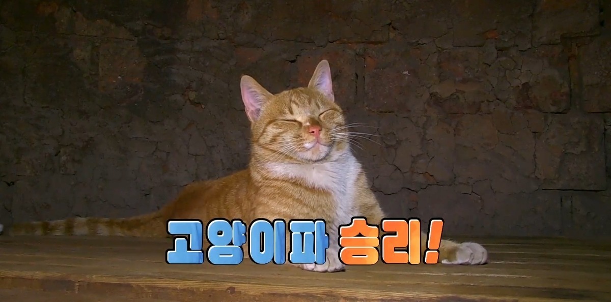 용인의 어느 찜질방에서 산다는 고양이들 | 인스티즈