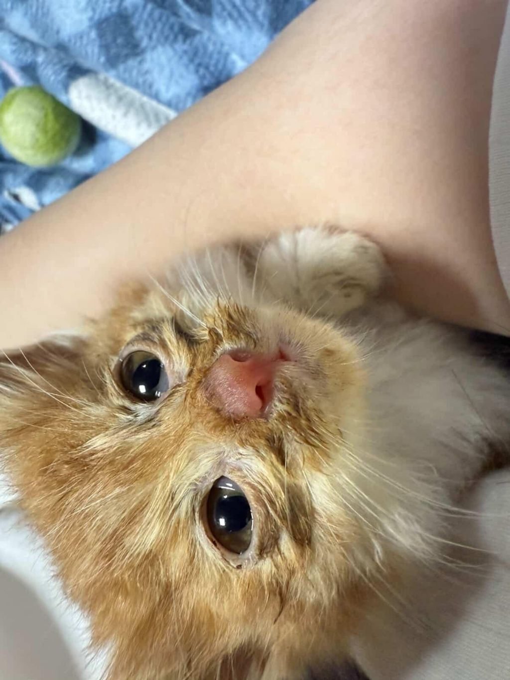 [입양홍보] 눈이 붙고 꼬리가 잘리고 링웜에 기아로 발견됐다 용된 고양이 - 품종느낌 사라졌다고 입양취소됨 | 인스티즈