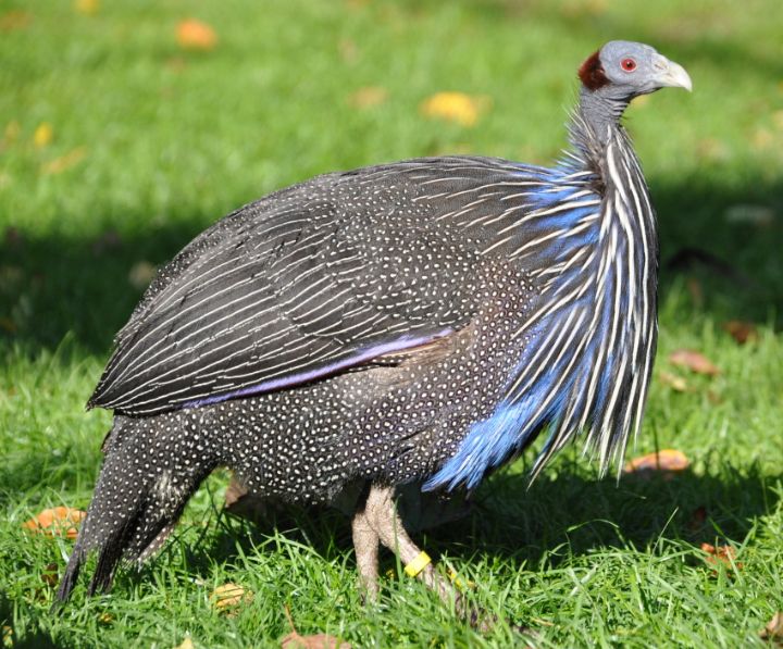 아마 본 적이 없을 특이한 조류 30종 | 인스티즈