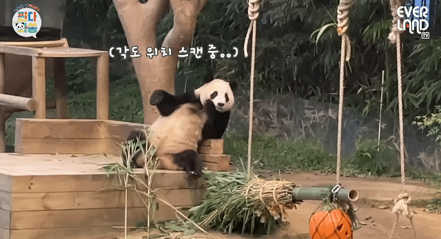푸바오가 천재인 이유.gif | 인스티즈