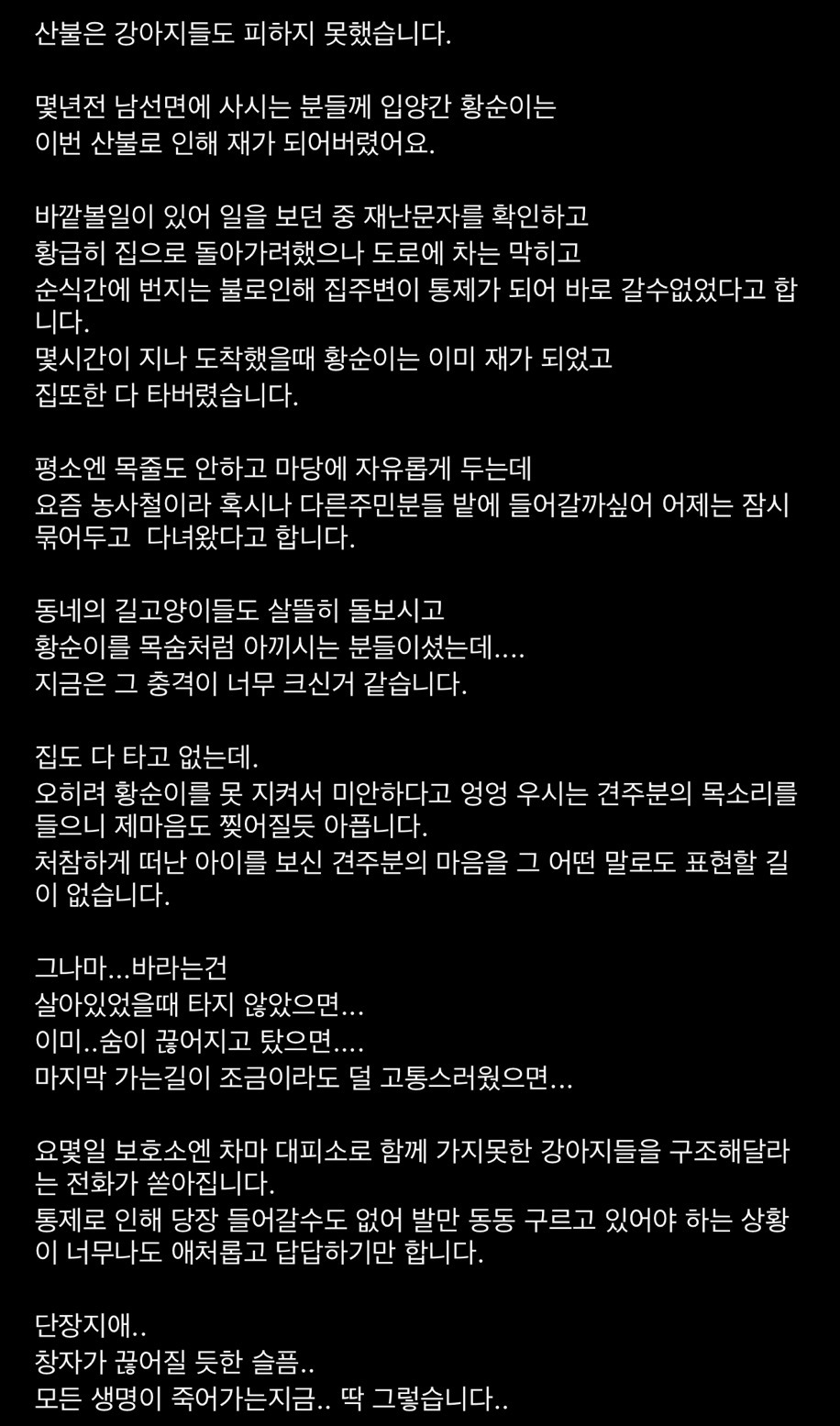 이번 산불로 입양간 황순이가 재가 됐습니다 (사진주의) | 인스티즈