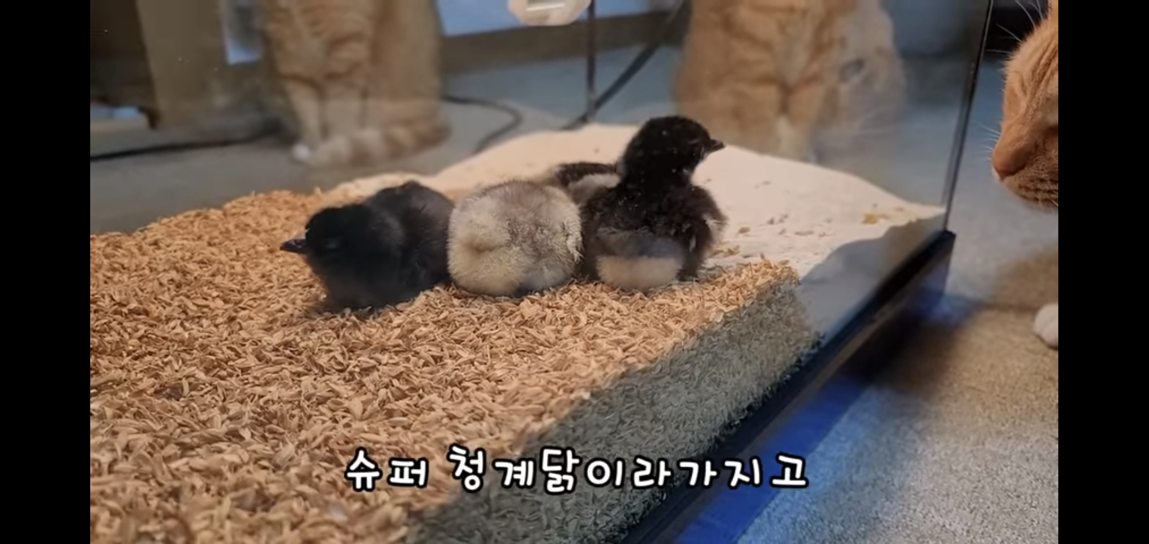 오늘자 폭력적이고 불쌍한 영상 올린 유튜버 매탈남.jpg | 인스티즈