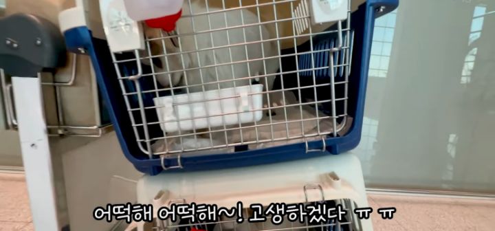 이효리 캐나다체크인보고 유기견 이동봉사 신청한 배우 엄지원 | 인스티즈