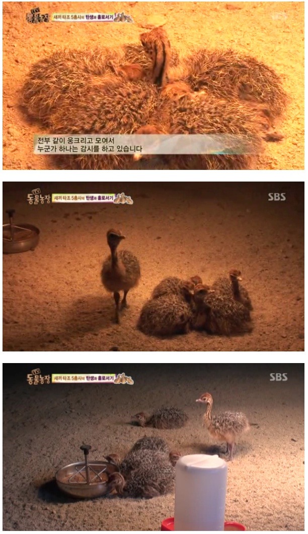 불침번 서는 아기 타조 | 인스티즈