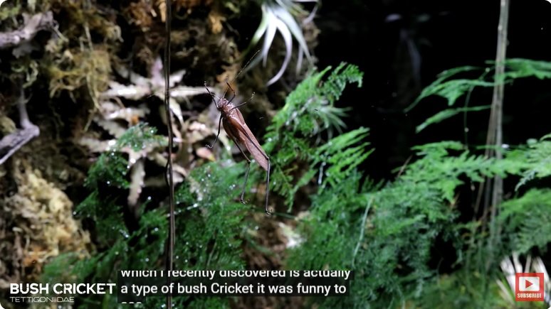 거대한 수조에 열대우림 환경을 조성해놓으면 생기는 일 - 3 | 인스티즈