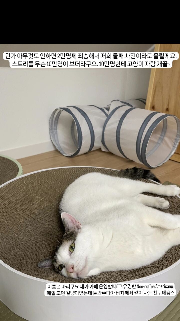 유기묘 보호소에 간식+사료 기부한 나폴리 맛피아 | 인스티즈