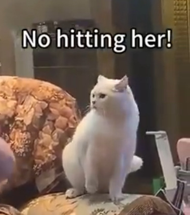 인간 아기에게 도움이 필요함을 인지하는 고양이들.twt | 인스티즈