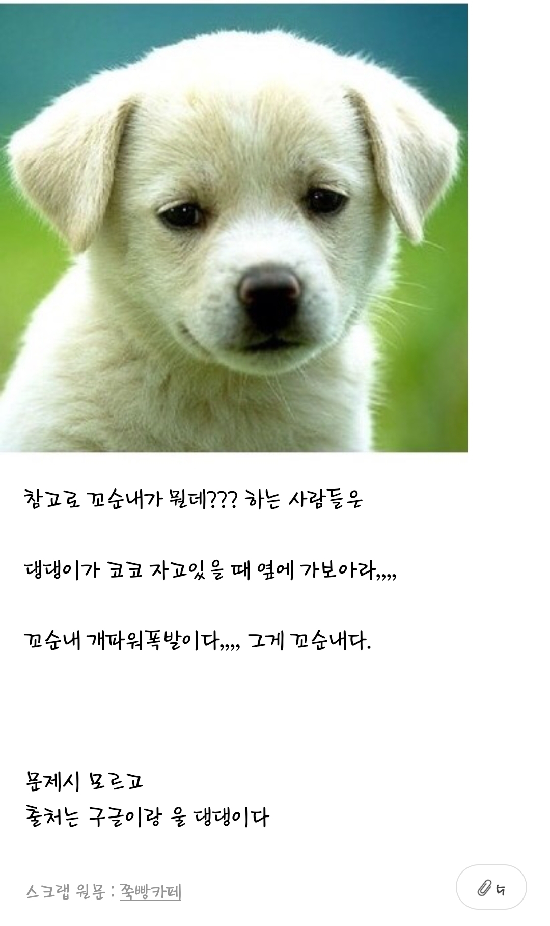 강아지 부위별 냄새 특징(주관적 주의) | 인스티즈