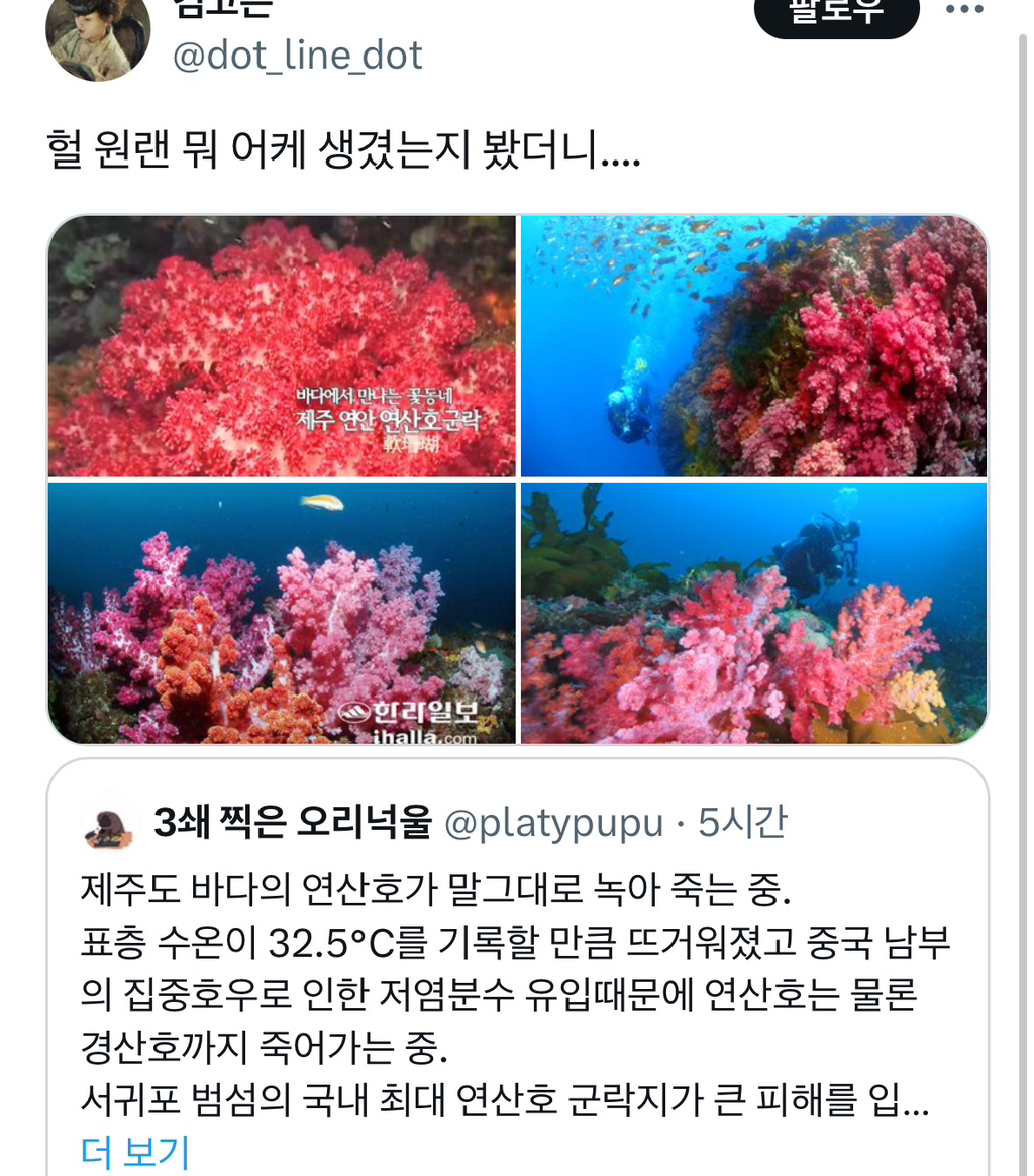 제주도 바다의 연산호가 녹아 죽는 중 | 인스티즈