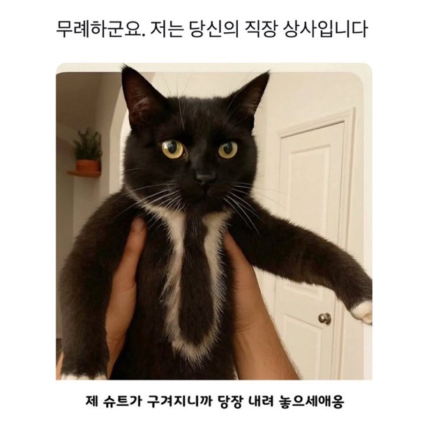 수달은 새끼를 낳으면 이곳저곳 돌아다니며 자랑하는 습성이 있습니다 | 인스티즈