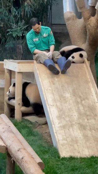 후이바오🐼 킹받게 놀리는 송바오 | 인스티즈