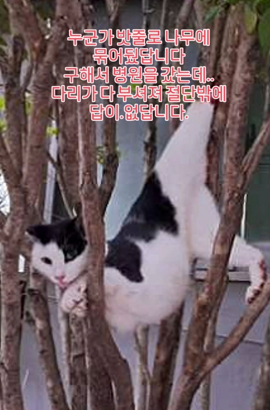 나무에 묶인 고양이 | 인스티즈