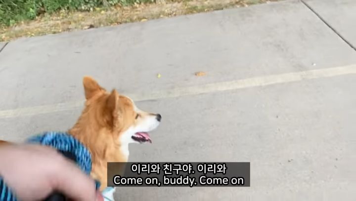 미국에서 강아지 산책 시키다 어느 한국인이 욕 먹은 이유 | 인스티즈