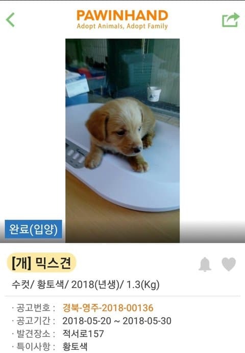 유기견 입양 전후 | 인스티즈