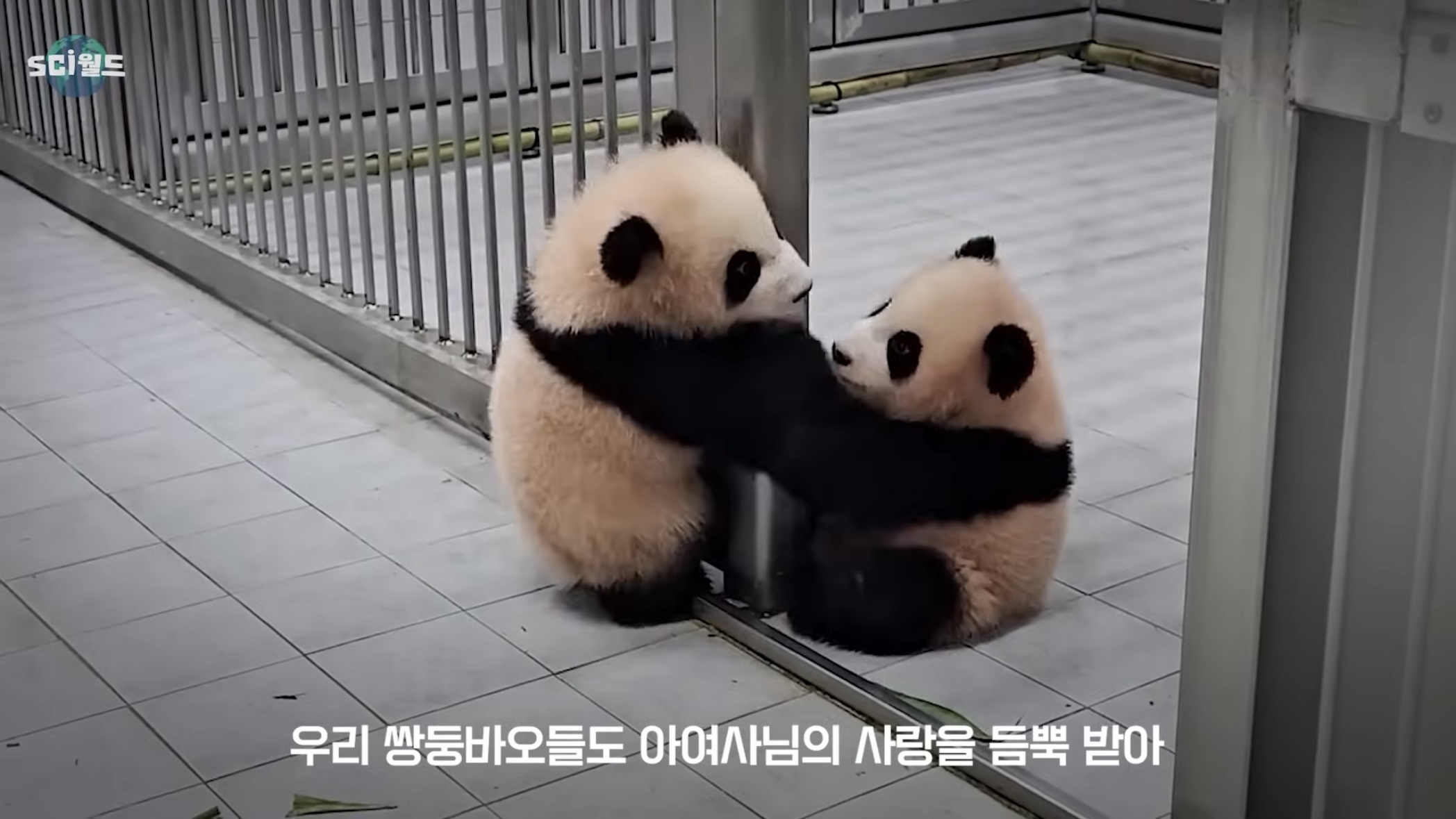 아기 판다들이 꼬질한 이유 | 인스티즈