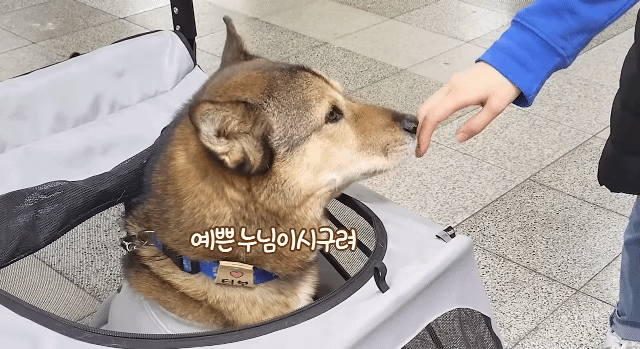 댕카 타고 지하철 타는 댕댕이.gif | 인스티즈
