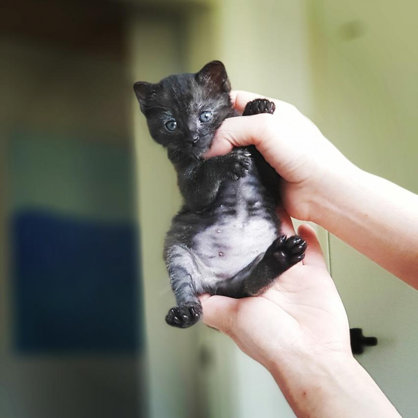 산책하다가 탯줄 붙어있는 고양이를 주운 사람 | 인스티즈