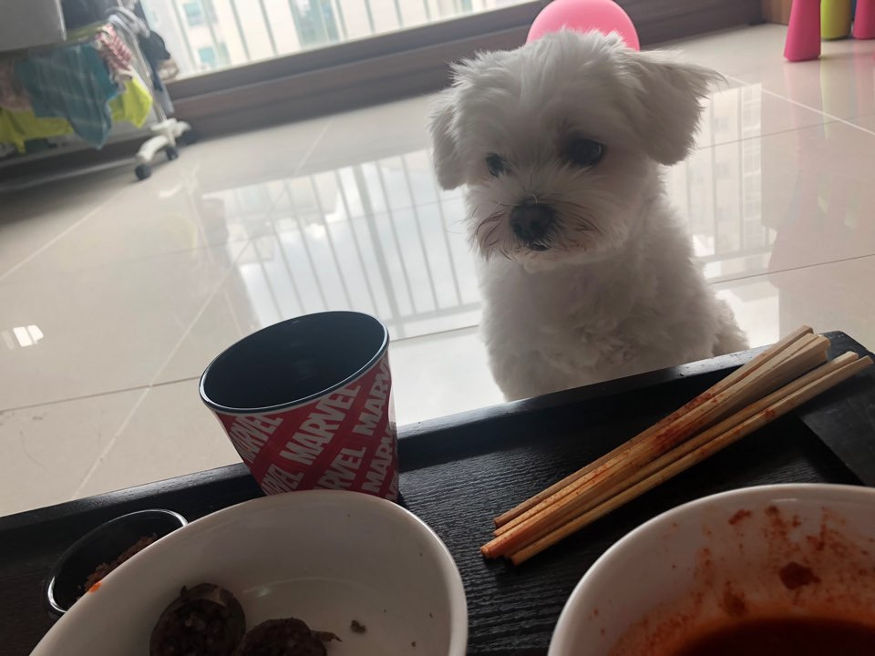  후기방에 올라와 귀여움 받은 '식탐 많은 댕댕이' 글 | 인스티즈