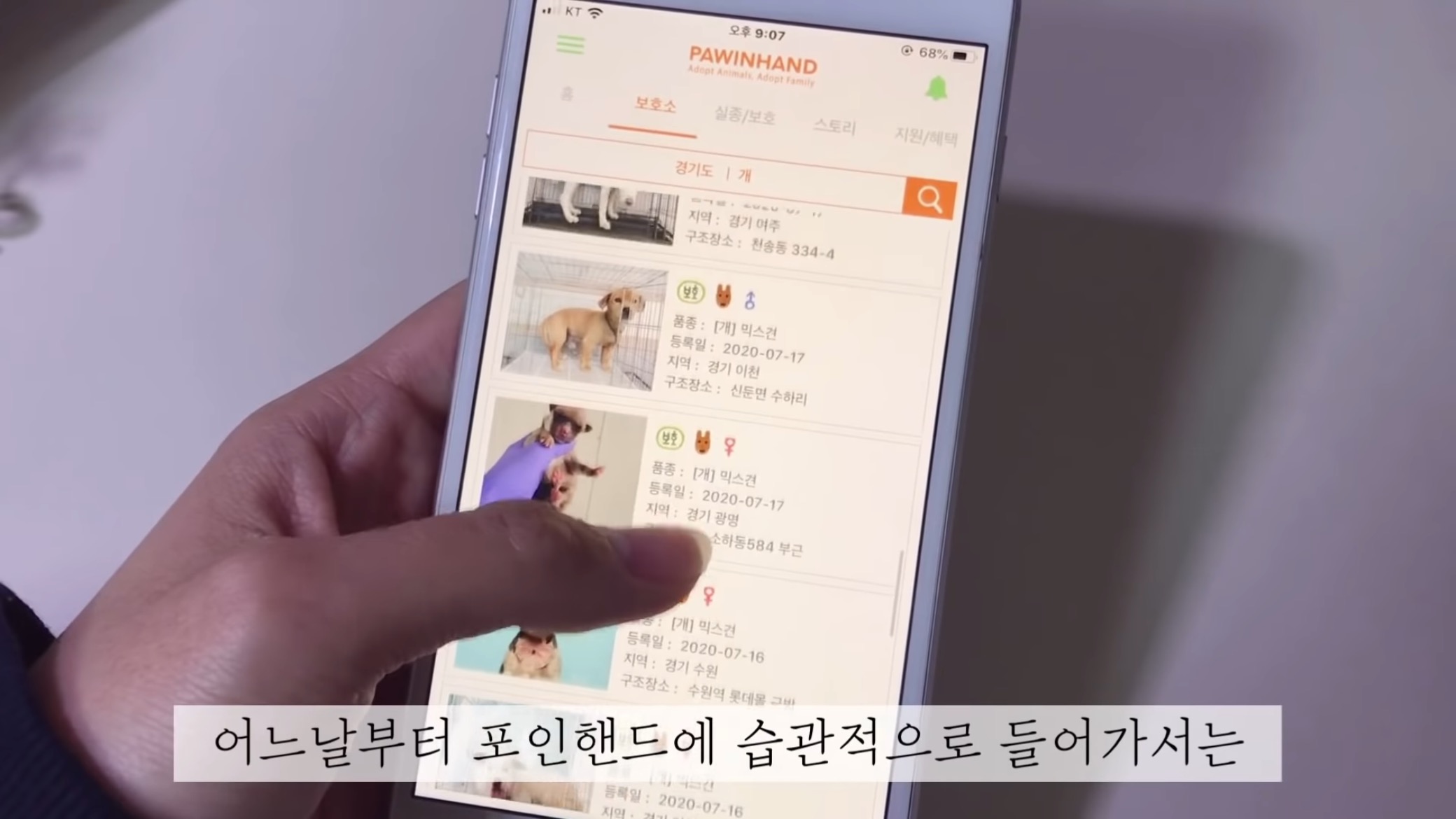 "공고번호 411번" 강아지가 입양되기 전 후 모습.jpgif | 인스티즈
