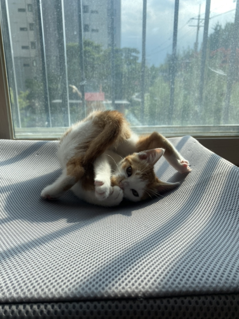 냥줍한지 한달 된 우리 고양이 보고가~!~! | 인스티즈