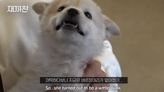 개농장에서 구출됐던 강아지 꽃님이의 버르장머리 없어진 최근 모습 | 인스티즈