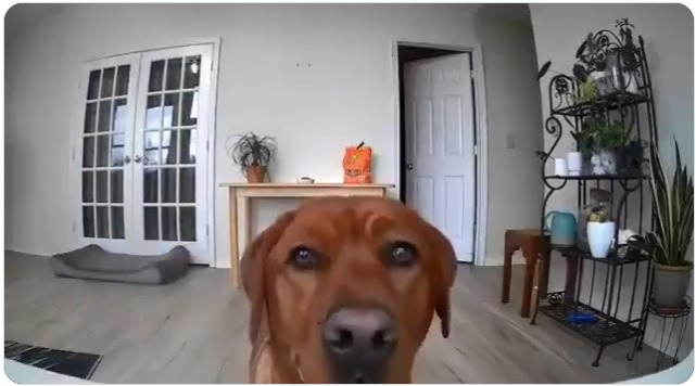 몰래 뭐 먹으려고 홈캠 돌리는 강아지 | 인스티즈