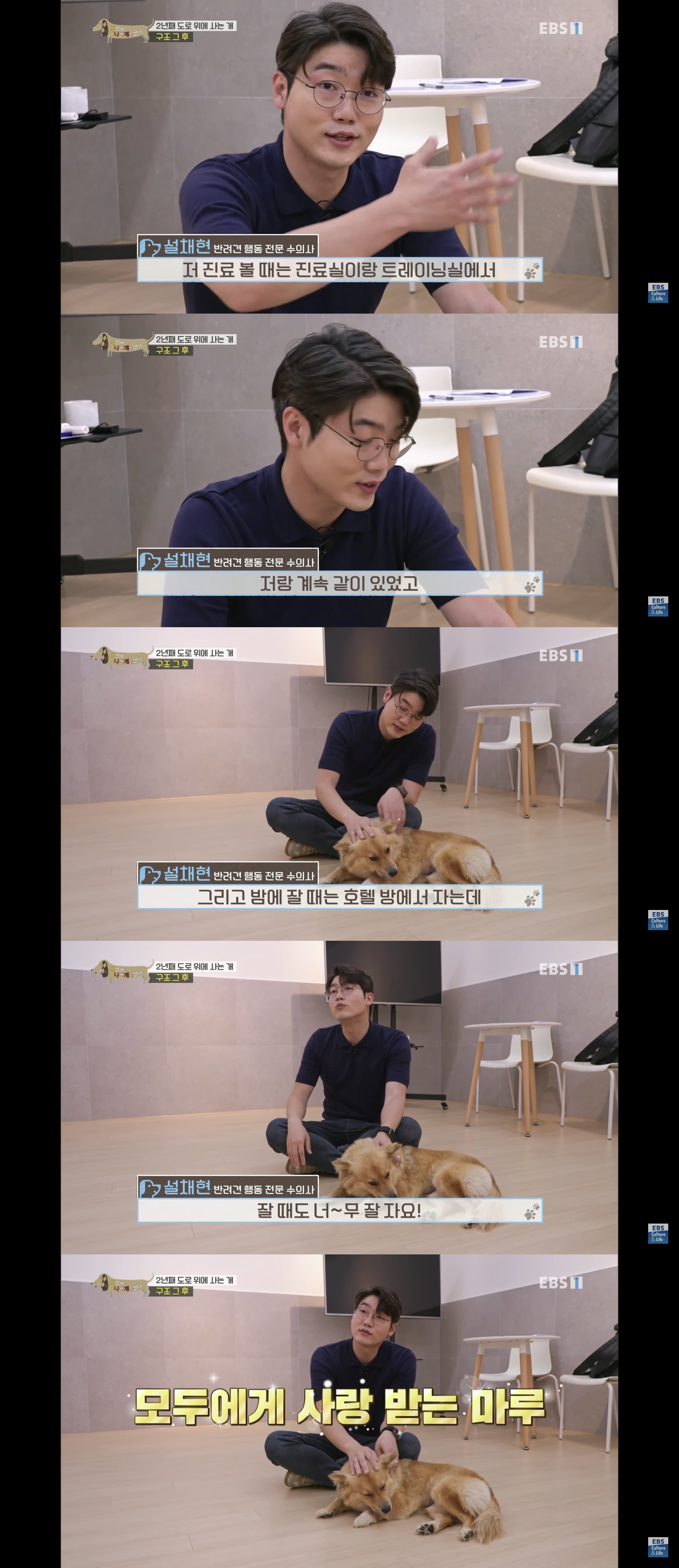 2년동안 도로 위에서 위험하게 생활했던 유기견 마루 | 인스티즈