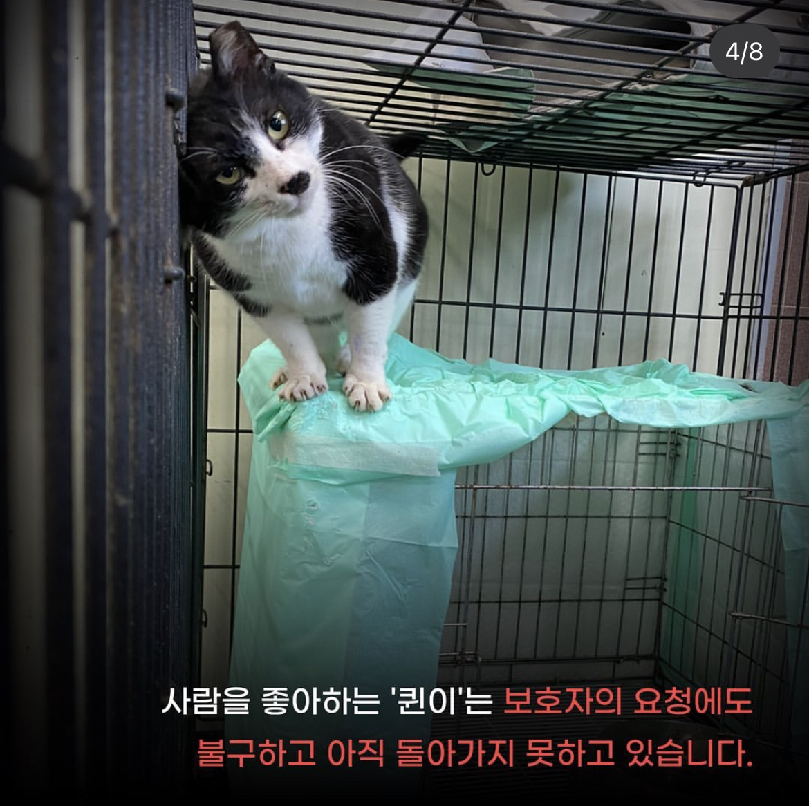 주인도 있는 마라도 고양이가 강제 방출 되어 열흘 넘게 갇혀 있는 중 | 인스티즈