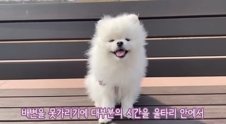 강아지가 두번이나 파양된 충격적인 이유.jpg | 인스티즈