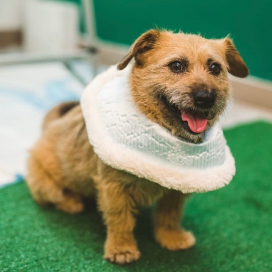 아콰피나가 키우는 한국 유기견 출신 행운이 | 인스티즈