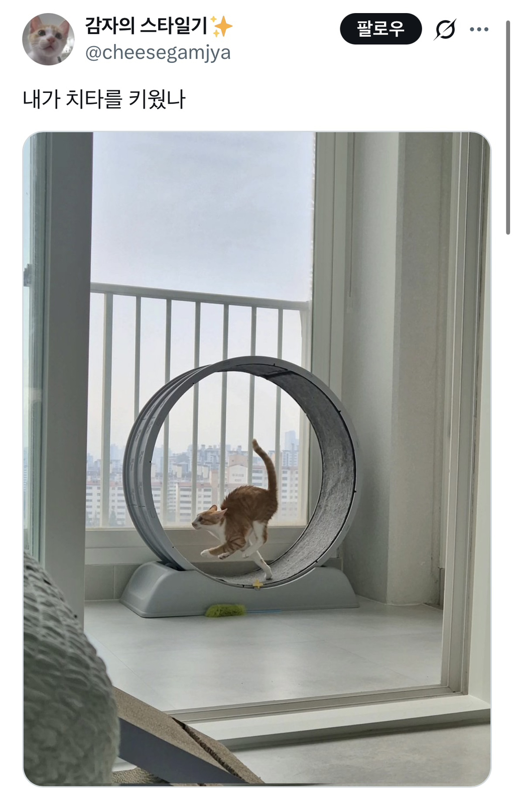 내가 치타를 키웠나 | 인스티즈