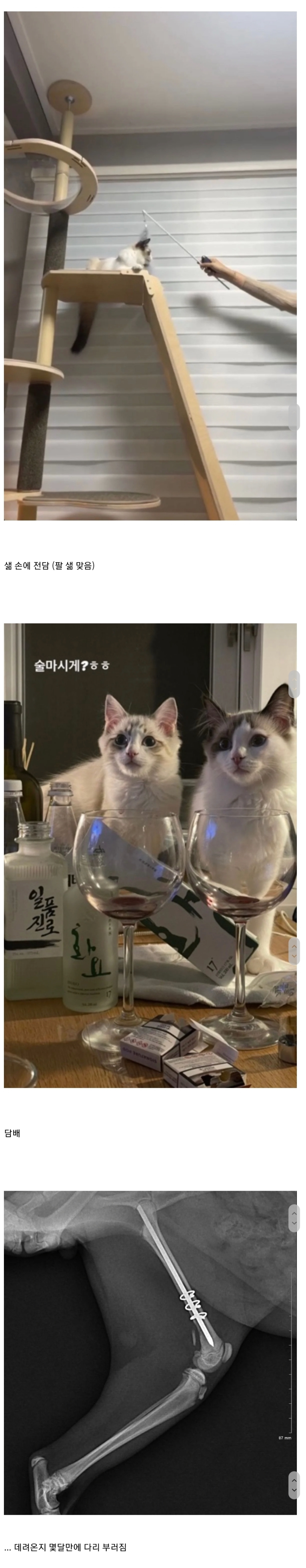 유투버 샒 어이 관련 고양이, 담배, 남친 얘기 자꾸 나오는 이유 (어이 요약정리).jpg | 인스티즈