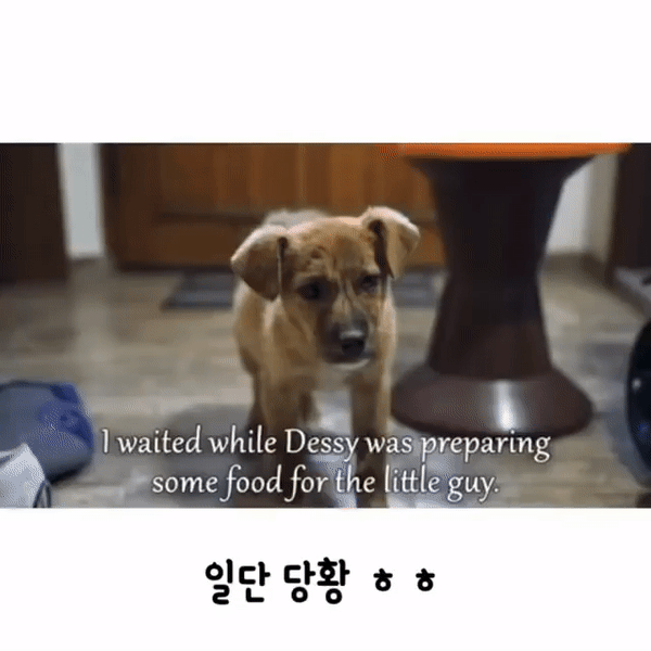 자기를 데려가달라는 강아지.gif | 인스티즈