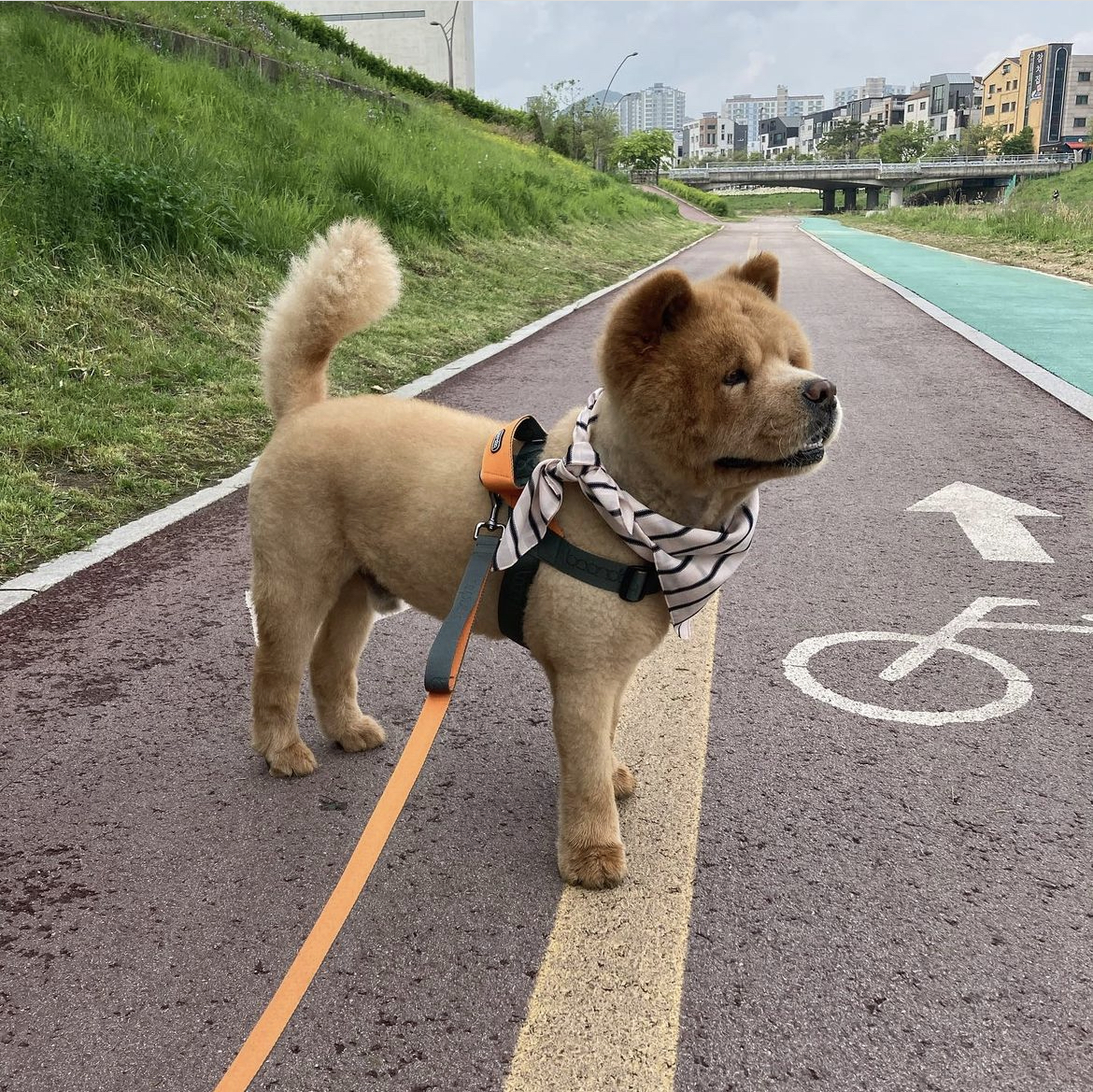 어느 팬(fan)의 선물로 시작된 테디의 안타까운 이야기 | 인스티즈