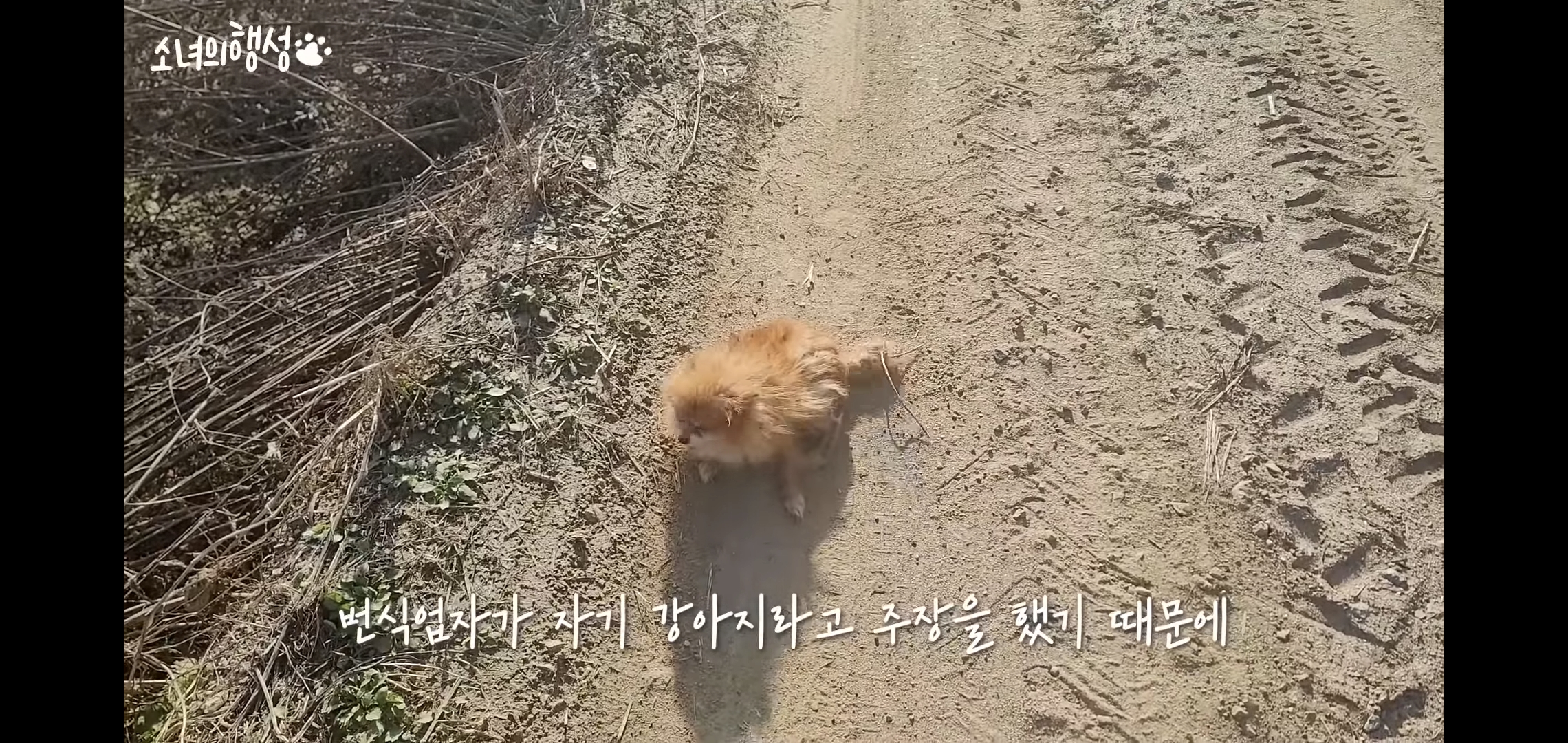 번식장에서 강아지 구조 후 치료했더니 절도죄로 고소당한 유튜버.jpg | 인스티즈