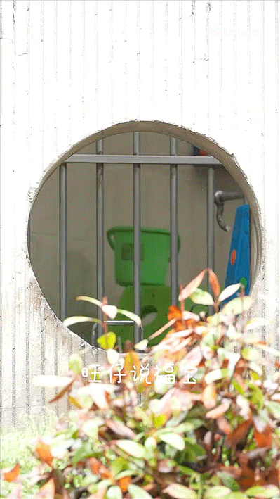 내실에서 보행기 타는 푸바오🐼 | 인스티즈