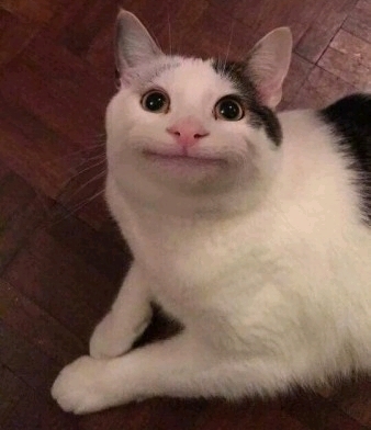 우리나라는 왜 고양이를 "나비야~"라고 부르게 됐을까 | 인스티즈