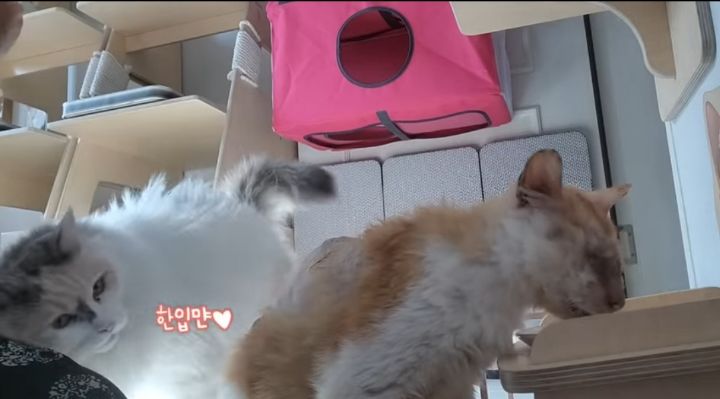 [똥괭이네] 이젠 간식 달라고 머리쿵 애교도 하는 쁘니 | 인스티즈