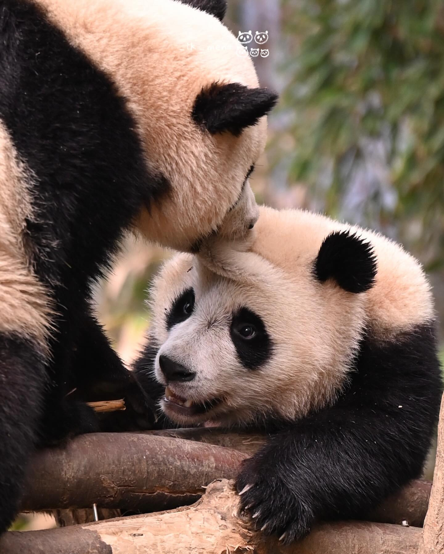 후이바오 마들렌 만드는 루이바오 | 인스티즈