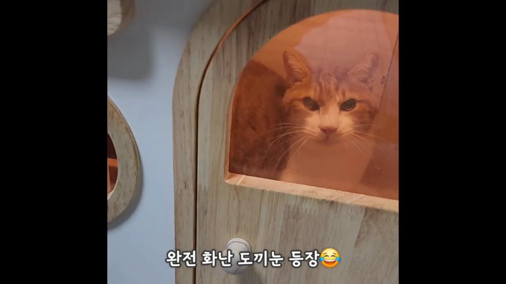 22똥괭이네) 화나서 세모눈된 고양이 😾 | 인스티즈