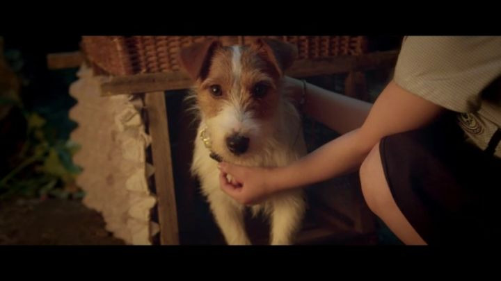 영화 "개를 훔치는 완벽한 방법" | 인스티즈