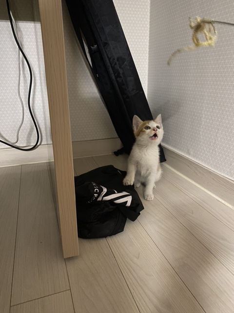 냥줍한지 한달 된 우리 고양이 보고가~!~! | 인스티즈