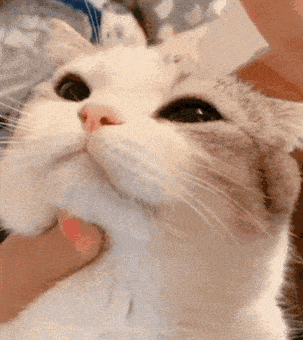 눈에 안약 넣는 고양이들.gif | 인스티즈