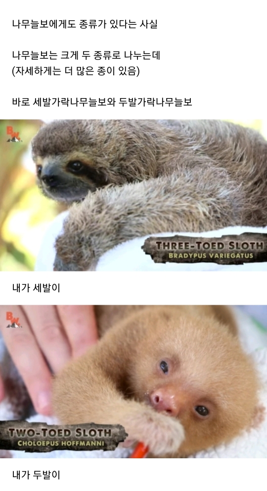 나무늘보의 두얼굴 | 인스티즈