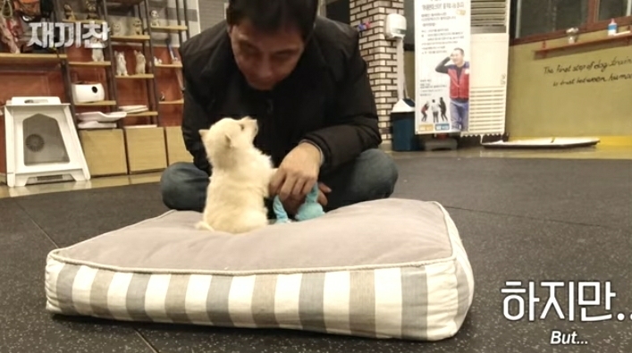 개농장에서 구출됐던 강아지 꽃님이의 버르장머리 없어진 최근 모습 | 인스티즈