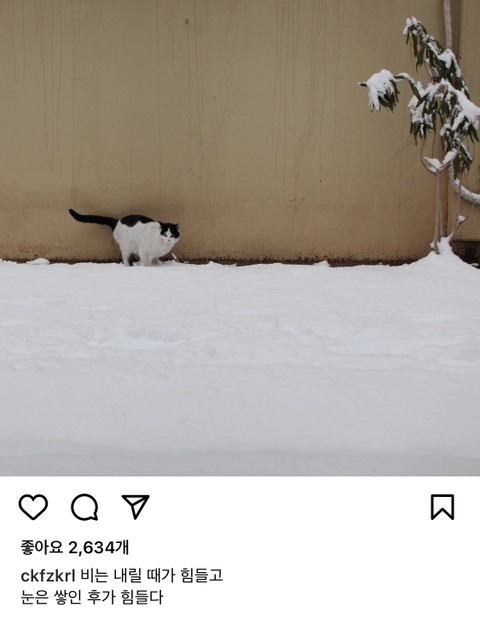 길에서 살아가는 고양이들 모습을 담은 인스타 | 인스티즈