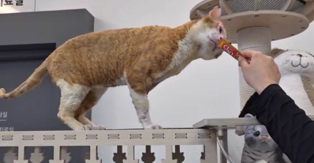 산불로 한쪽다리를 잃은 고양이가 받은 선물 🎁 | 인스티즈